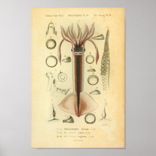Vintag 1845 Neon Flying Tintenfisch Farbkunst druc Poster