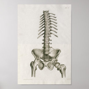 Vintag 1853 Lumbar Wirbelsäule Anatomie Art Print Poster