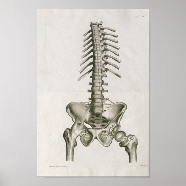 Vintag 1853 Lumbar Wirbelsäule Anatomie Art Print Poster (Vorne)