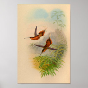 Vintag 1861 Hermit Hummingbird Print Poster