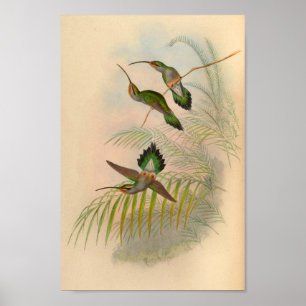 Vintag 1861 Hermit Hummingbird Print Poster