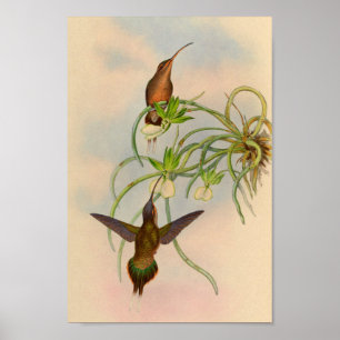Vintag 1861 Hermit Hummingbird Print Poster
