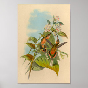 Vintag 1861 Hermit Hummingbird Print Poster
