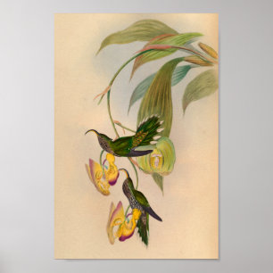 Vintag 1861 Hummingbird Print Sickle Billed Poster