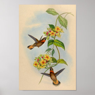 Vintag 1861 Kaiserschwanz Hummingbird Print Poster