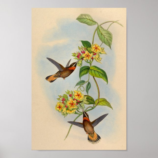 Vintag 1861 Kaiserschwanz Hummingbird Print Poster (Vorne)