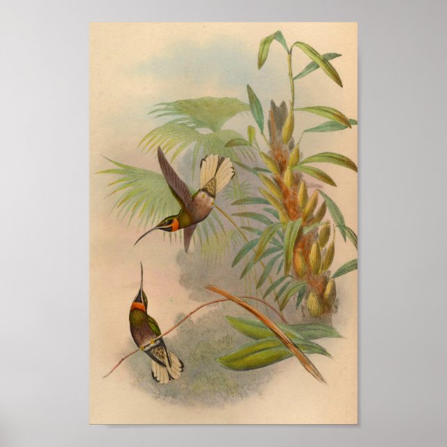 Vintag 1861 Weißschwanz Hummingbird Print Poster (Vorne)