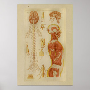 Vintag 1873 Muskeln und Nerven Anatomie drucken Poster