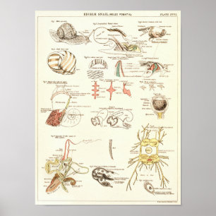 Vintag 1881 Anatomie der Schneckenbiologie Druck Poster