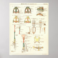 Vintag 1881 Frog Biology Anatomy Print