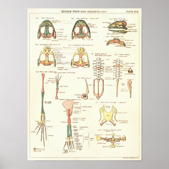 Vintag 1881 Frog Biology Anatomy Print Poster (Vorne)