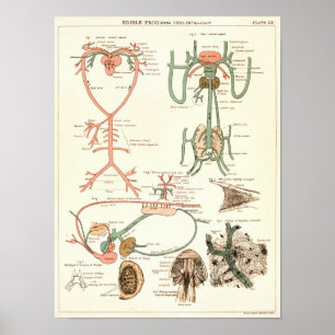 Vintag 1881 Frog Biology Anatomy Print Poster