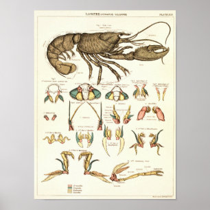 Vintag 1881 Hummer Biologie Anatomie Druck Poster