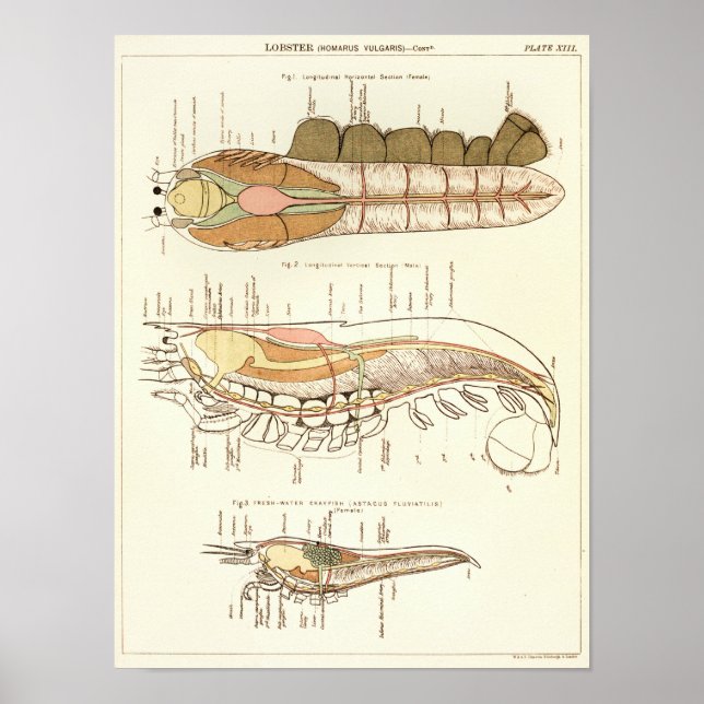 Vintag 1881 Hummer Biologie Anatomie Druck Poster (Vorne)