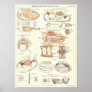 Vintag 1881 Süßwassermuschel Anatomie Printwerbung Poster