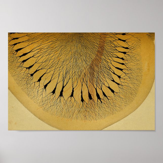 Vintag 1886 Nerven des Zentralnervensystems Poster (Vorne)