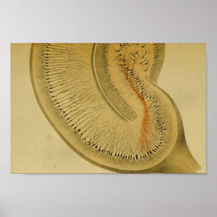 Vintag 1886 Nerven des Zentralnervensystems Poster