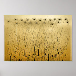 Vintag 1886 Nerven des Zentralnervensystems Poster