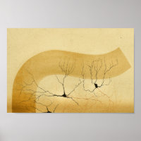 Vintag 1886 Nerven des Zentralnervensystems