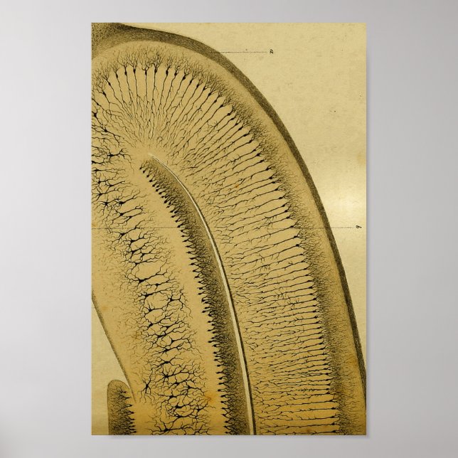 Vintag 1886 Nerven des Zentralnervensystems Poster (Vorne)