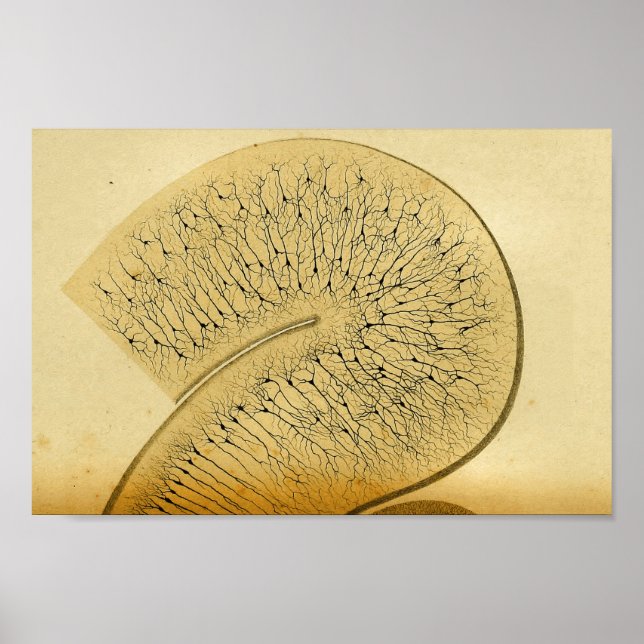 Vintag 1886 Nerven des Zentralnervensystems Poster (Vorne)