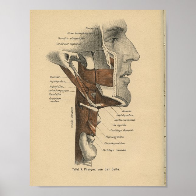 Vintag 1888 Anatomie Drucknackenmuskeln Poster (Vorne)