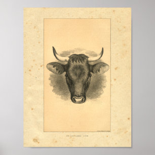 Vintag 1888 Bull Print Poster