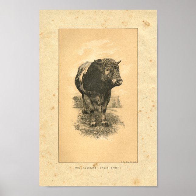 Vintag 1888 Bull Print Poster (Vorne)