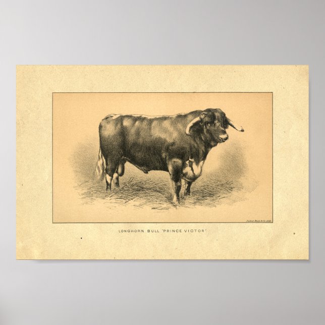Vintag 1888 Bull Print Poster (Vorne)
