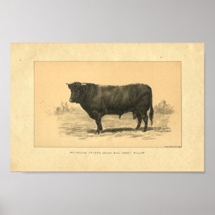 Vintag 1888 Bull Print Poster
