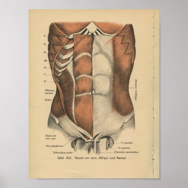 Vintag 1888 deutsche Anatomie Druckabdominen Muske Poster (Vorne)
