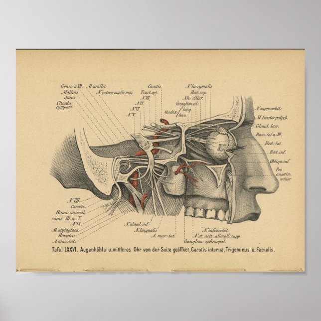 Vintag 1888 deutsche Anatomie Druckfedern Poster (Vorne)