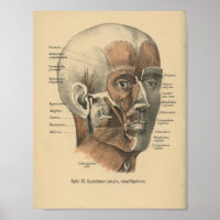 Vintag 1888 deutsche Anatomie DruckGesichtsmuskeln