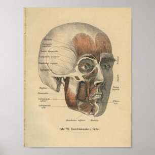 Vintag 1888 Deutsche Anatomie Druckgesichtsmuskeln Poster