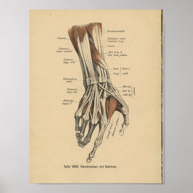 Vintag 1888 Deutsche Anatomie Druckhand Muskeln Poster (Vorne)