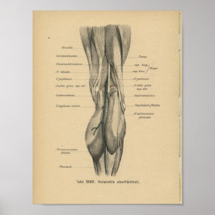 Vintag 1888 Deutsche Anatomie Druckkniebeuge Poster