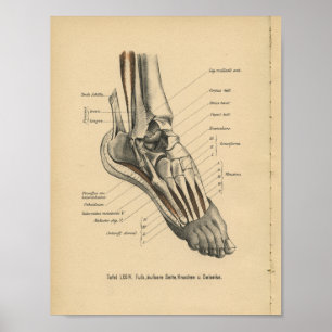 Vintag 1888 Deutsche Anatomie Druckknöchelfuß Poster