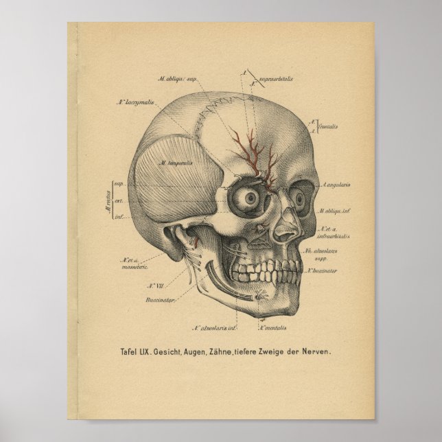 Vintag 1888 Deutsche Anatomie Druckkugel Augen Poster (Vorne)