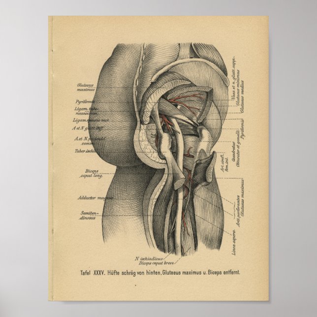 Vintag 1888 Deutsche Anatomie Druckleg Angesagt Poster (Vorne)
