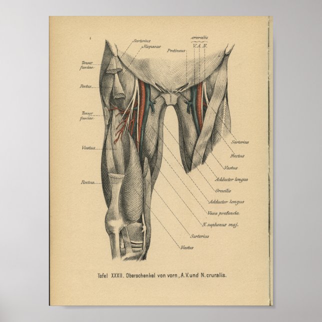 Vintag 1888 Deutsche Anatomie Drucklegemuskeln Poster (Vorne)