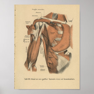 Vintag 1888 Deutsche Anatomie Druckschuldermuskeln Poster