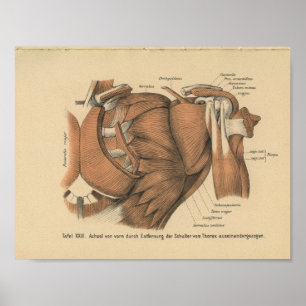 Vintag 1888 Deutsche Anatomie Druckschuldermuskeln Poster