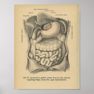 Vintag 1888 Deutsche Anatomie Print Abdomen Organs Poster