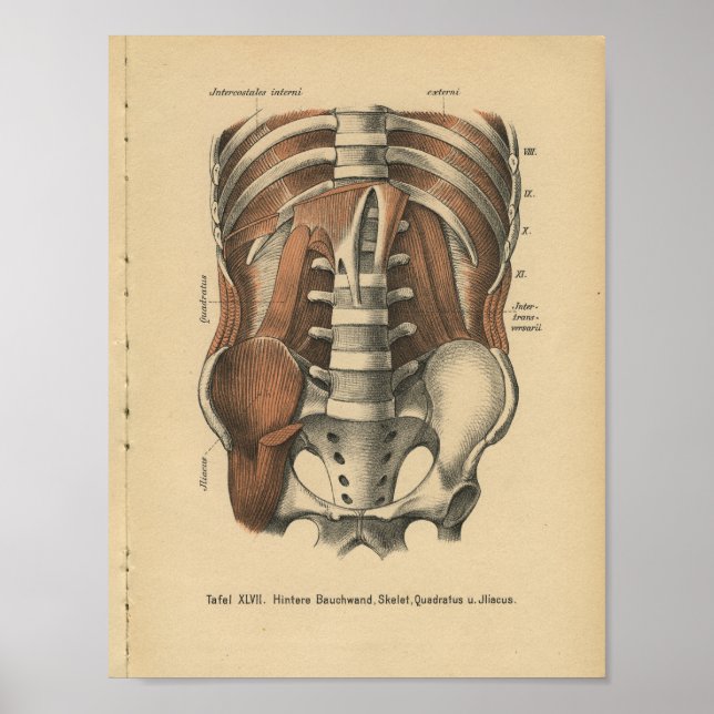 Vintag 1888 Deutsche Anatomie Print Bauchen Pelvis Poster (Vorne)