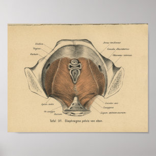 Vintag 1888 deutsche Anatomie Print Beckenmuskeln Poster