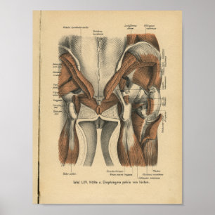 Vintag 1888 deutsche Anatomie Print Beckenmuskeln Poster
