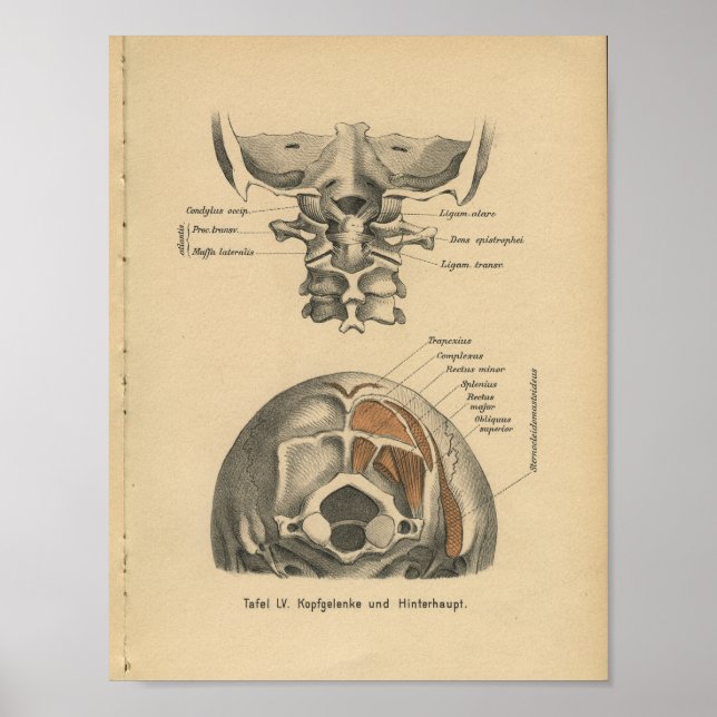Vintag 1888 deutsche Anatomie Print Cervical Spine Poster (Vorne)