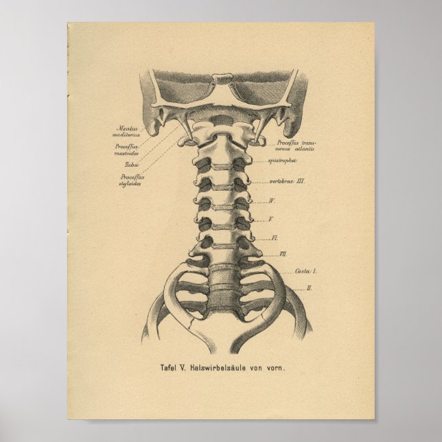 Vintag 1888 deutsche Anatomie Print Cervical Spine Poster (Vorne)