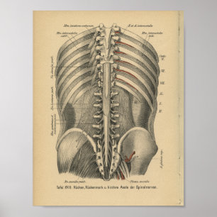 Vintag 1888 deutsche Anatomie Print Spinal Nerves Poster