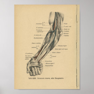 Vintag 1888 Deutscher Anatomie-Armarm Poster